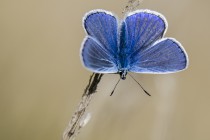 20120819-Argus bleu-0004.jpg